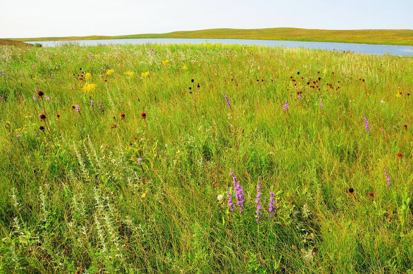 Native mixed-grass prairie in late summer, thick with coneflower, blazing star and goldenrod, running down to open water.