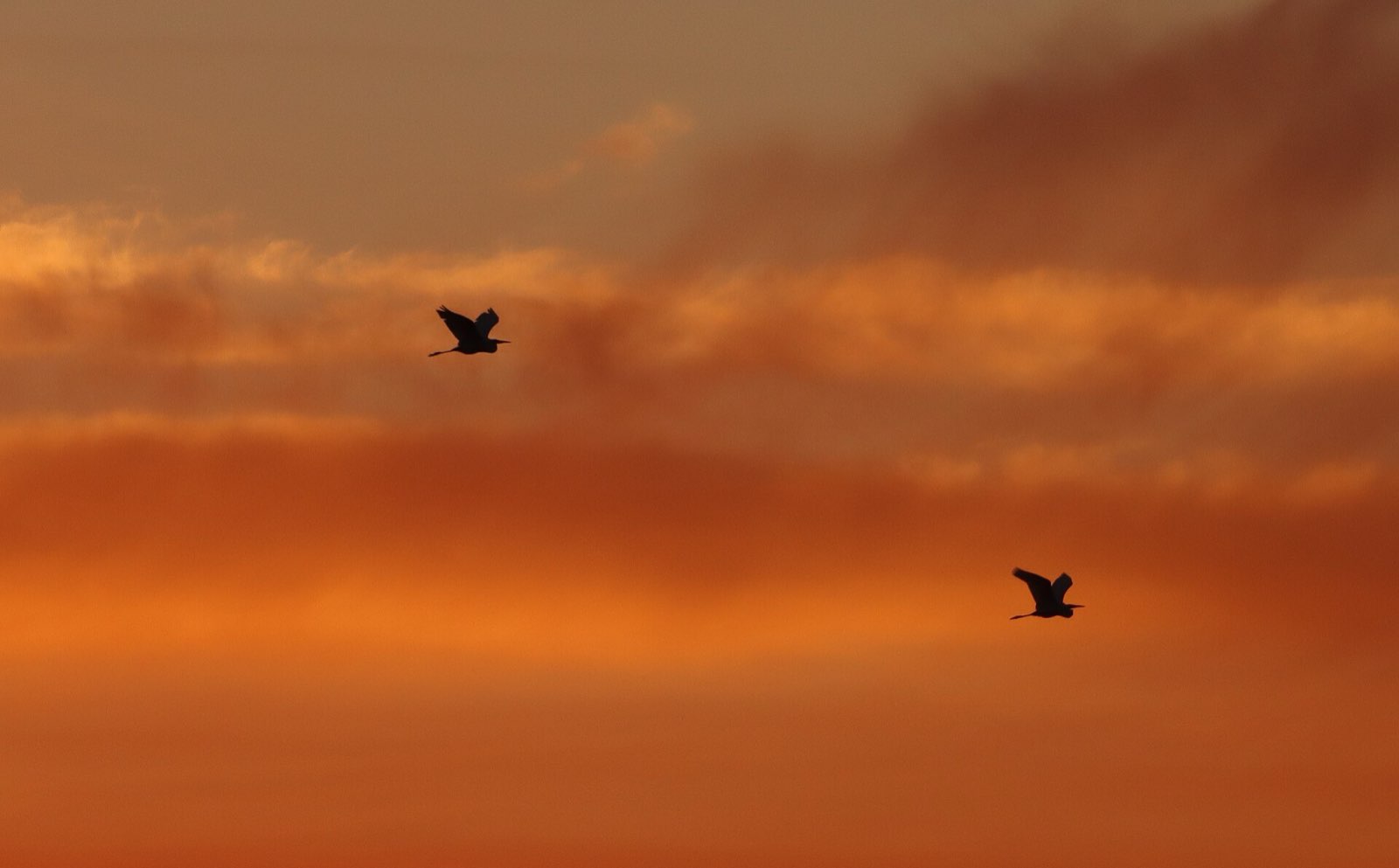 Two herons crossing an orange evening sky above the prairie.
